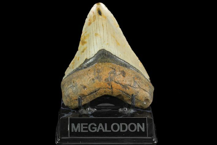 Fossil Megalodon Tooth - North Carolina #124683